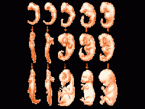 embryons_vertebres400
